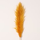 Сухоцвет "Кортадерия", 1 ветка, длина 140-150 см, горчичный - Фото 3