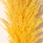 Сухоцвет "Кортадерия", 1 ветка, длина 140-150 см, желтый - Фото 2