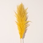 Сухоцвет "Кортадерия", 1 ветка, длина 140-150 см, желтый - Фото 3