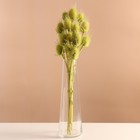 Набор сухоцветов "Ворсянка", банч 7-8 шт, длина 50 (+/- 6 см), зеленое яблоко - фото 110708068