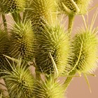 Набор сухоцветов "Ворсянка", банч 7-8 шт, длина 50 (+/- 6 см), зеленое яблоко - фото 24681620