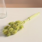 Набор сухоцветов "Ворсянка", банч 7-8 шт, длина 50 (+/- 6 см), зеленое яблоко - фото 24681621