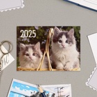 Карманный календарь "Коты" 2025 год, 7 х 10 см - Фото 3