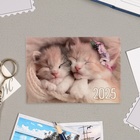 Карманный календарь "Коты" 2025 год, 7 х 10 см - Фото 5