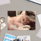 Карманный календарь "Коты" 2025 год, 7 х 10 см - Фото 6