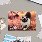 Карманный календарь "Коты" 2025 год, 7 х 10 см - Фото 7