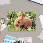 Карманный календарь "Животные" 2025 год, 7 х 10 см - Фото 3