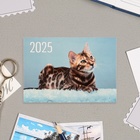 Карманный календарь "Животные" 2025 год, 7 х 10 см - Фото 4