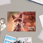 Карманный календарь "Животные" 2025 год, 7 х 10 см - Фото 6