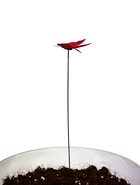 Штекер «Бабочка Дельфиус», 25 см, набор 15 шт., МИКС - Фото 14