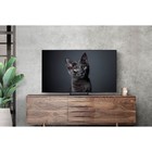 Телевизор OLED Samsung 77" QE77S90CAUXRU Series 9 черный титан 4K Ultra HD 120Hz DVB-T2 DVB 106694 - фото 51600200 Телевизор OLED Samsung 77" QE77S90CAUXRU Series 9 черный титан 4K Ultra HD 120Hz DVB-T2 DVB 106694 - фото 51600200