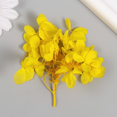 Сухоцвет "Гортензия" жёлтый h=6-6,5 см