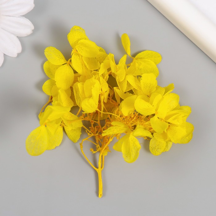 Сухоцвет "Гортензия" жёлтый h=6-6,5 см - Фото 1