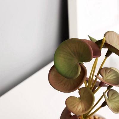 Искусственный цветок в горшке «Пеперомия люкс» (мягкий лист), 13×6 см, МИКС