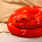 Мягкая игрушка «Змея», 200 см, цвет терракотовый - фото 4627859