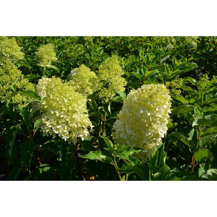 Hydrangea pan. Magical Lime Sparkle C2 (10-20). Гортензия