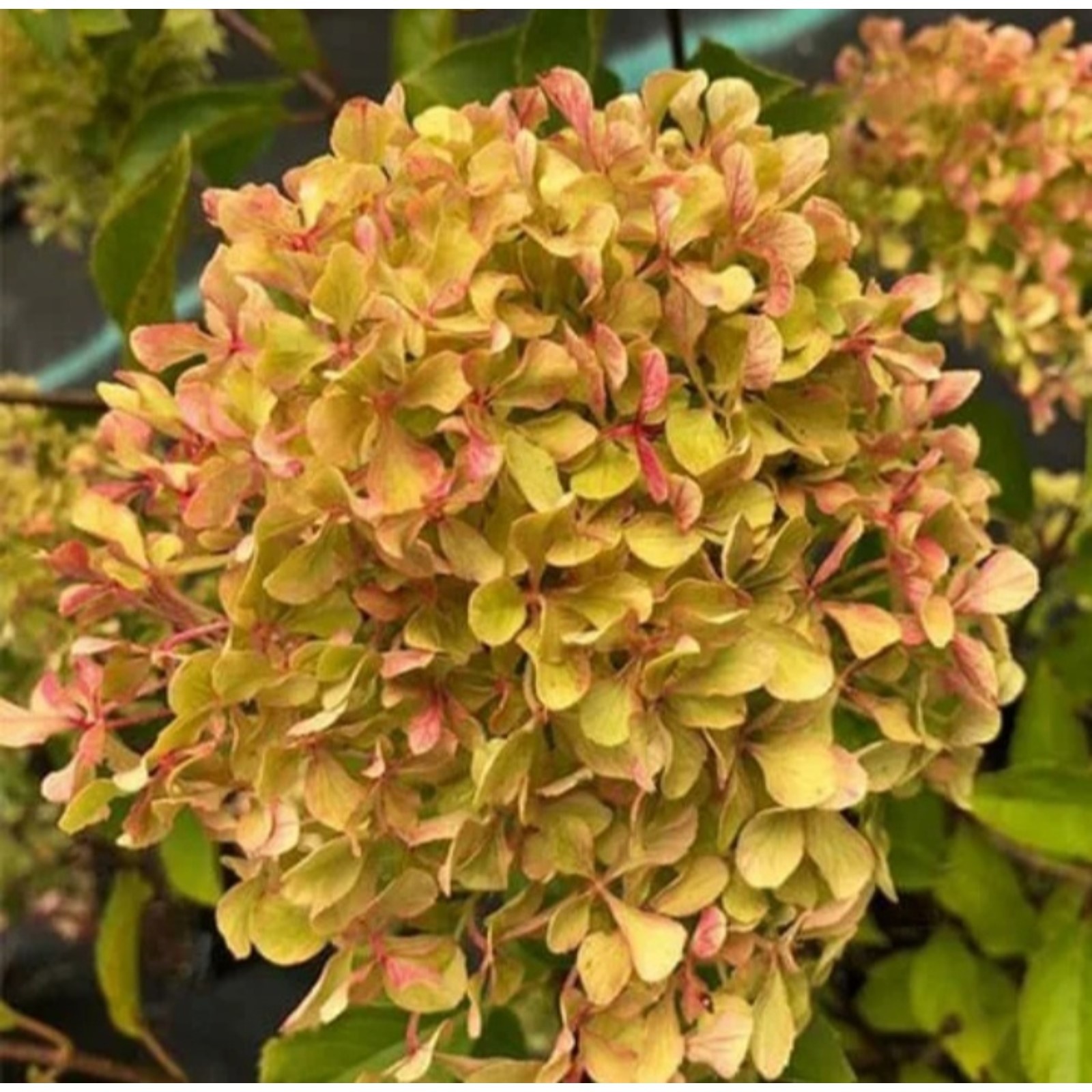 Саженец Гортензия "pan. Romantic Ace/Perle de Festival", Горшок P8, Лето 2025 (1