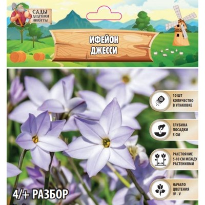 Ифейон «Джесси», луковица в перфорированном пакете, р-р 4/+, 10 шт.