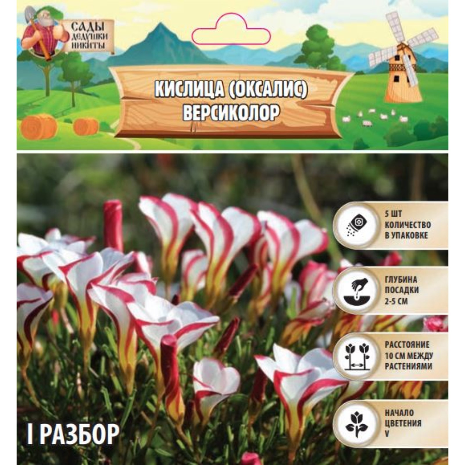 кислица пестроцветная