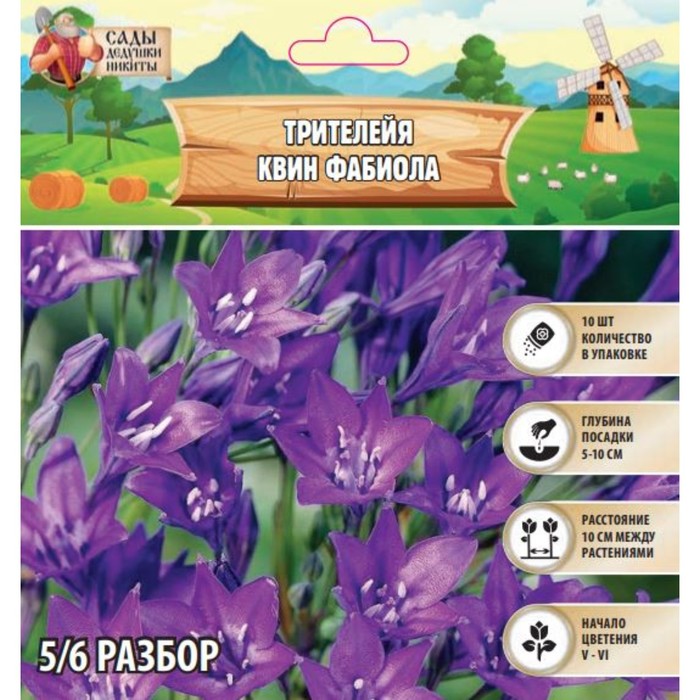 Трителейя Квин Фабиола, р-р 5/6, 10 шт, Весна 2025 - Фото 1