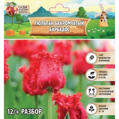 Тюльпан бахромчатый Барбадос, р-р 12+, 5 шт, Осень 2024