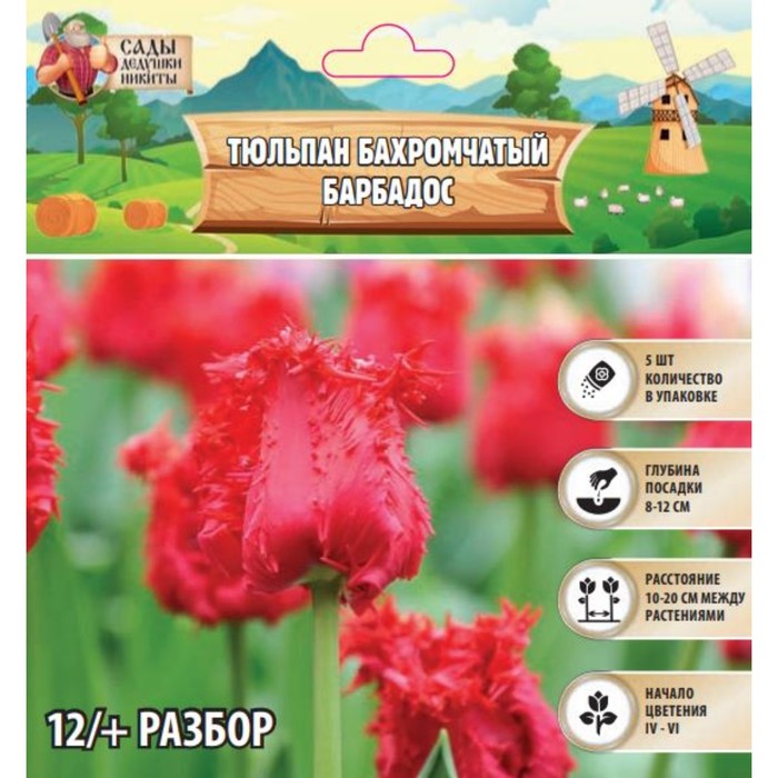 Тюльпан бахромчатый Барбадос, р-р 12+, 5 шт, Осень 2024 - Фото 1