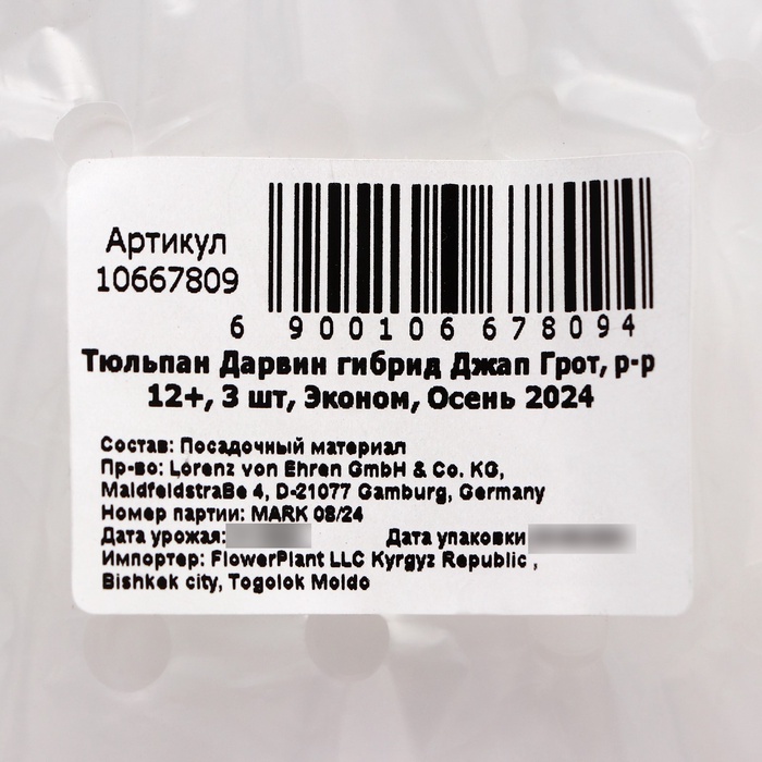 Тюльпан Дарвин гибрид Джап Грот, р-р 12+, 3 шт, Эконом, Осень 2024