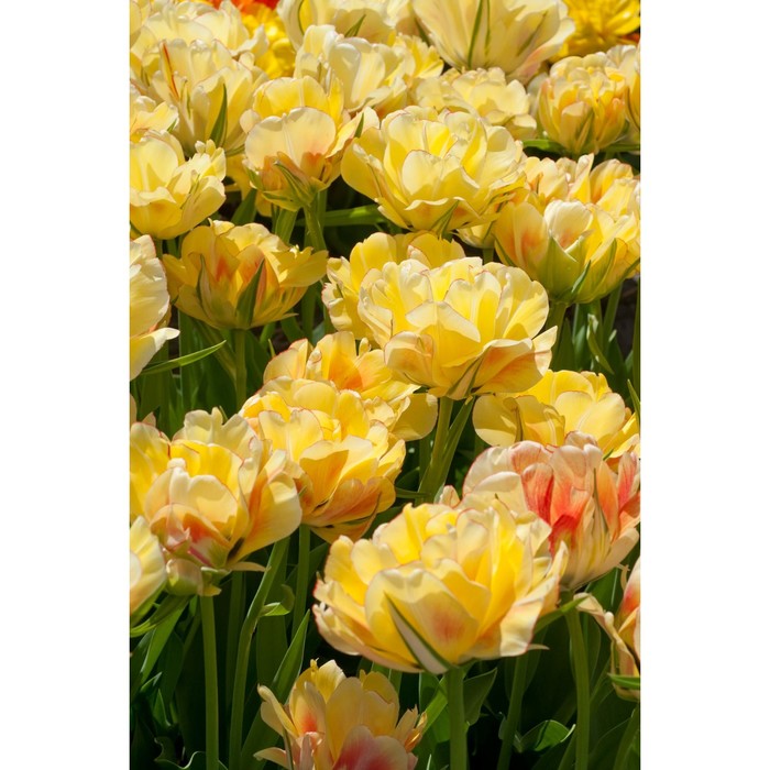 Тюльпан махровый Акебоно, р-р 12+, 3 шт, Эконом, Осень 2024 - Фото 1