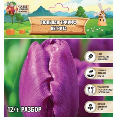 Тюльпан Триумф Негрита,  р-р 12+, 5 шт, Осень 2024