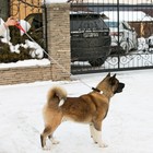 Металлический поводок, 120 см × 4 мм - Фото 6