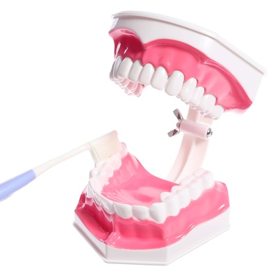 Игровой набор «Макет челюсти человека», 12×9 см, с щёткой, щётка цвета МИКС