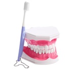 Игровой набор «Макет челюсти человека», 12×9 см, с щёткой, щётка цвета МИКС - Фото 3