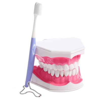 Игровой набор «Макет челюсти человека», 12×9 см, с щёткой, щётка цвета МИКС