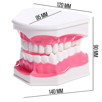 Игровой набор «Макет челюсти человека», 12×9 см, с щёткой, щётка цвета МИКС
