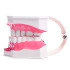 Игровой набор «Макет челюсти человека», 12×9 см, с щёткой, щётка цвета МИКС - Фото 5