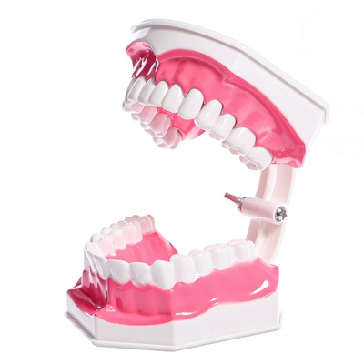 Игровой набор «Макет челюсти человека», 12×9 см, с щёткой, щётка цвета МИКС