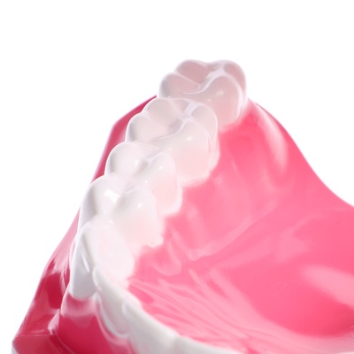 Игровой набор «Макет челюсти человека», 12×9 см, с щёткой, щётка цвета МИКС