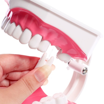 Игровой набор «Макет челюсти человека», 12×9 см, с щёткой, щётка цвета МИКС