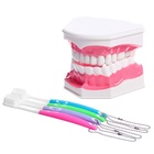 Игровой набор «Макет челюсти человека», 12×9 см, с щёткой, щётка цвета МИКС - Фото 10