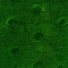 Мох искусственный, декоративный, полотно 1*1 м, рельефный, редкие бугры, зеленый, "Greengo"   104819 - Фото 3