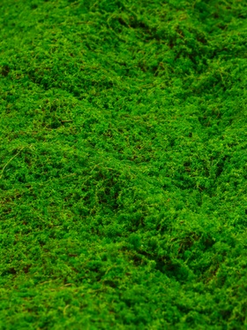 Мох искусственный, декоративный, полотно 1×1 м, зелёный, Greengo