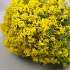Искусственное растение для творчества пластик "Жёлтая акация" 9 см - Фото 4
