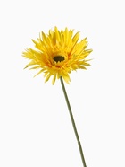 Цветы искусственные «Хризантема люкс», h=40 см, d=11 см, жёлтые (комплект 2 шт) - фото 53742302