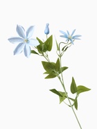 Цветы искусственные "Жасмин домашний" 60 см, голубой - фото 809302235