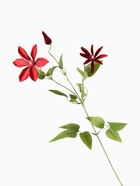 Цветы искусственные «Жасмин домашний», h=60 см, красные 10526704