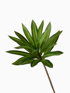 Цветы искусственные «Пальма домашняя люкс полоска», h=55 см, зелёные 10526711