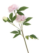 Цветы искусственные «Пион Беверли люкс», h=60 см, светло-розовые - Фото 4