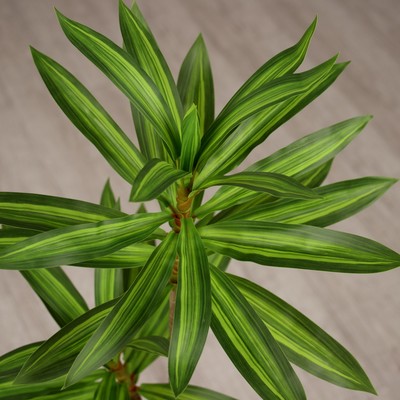 Цветы искусственные «Пальма домашняя люкс полоска», h=83 см, зелёные