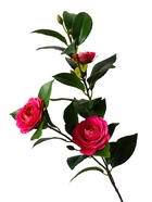 Цветы искусственные "Камелия" 85 см, ярко-розовый - фото 809157964