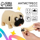Антистресс мялка - тянучка «Мопс», с песком, в пакете - Фото 1